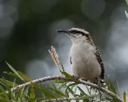 Chicopiojo - Campylorhynchus rafinucha - Rufous- naped Wren