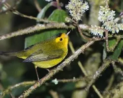 Wilsonia pusilla - WilsonÃ‚Â´s Warbler - Reinita Gorrinegra