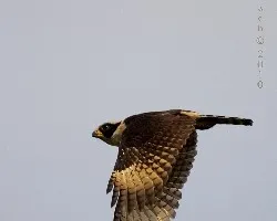Herpetotheres cachinnans