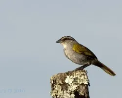 Arremonops conirostris - Black-striped Sparrow