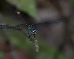 de ojos azules