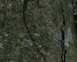 Bonito Reptil