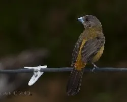 Ramphocelus costaricensis - CherrieÃ‚Â´s Tanager (hembra)