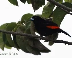 Ramphocelus costaricensis - CherrieÃ‚Â´s Tanager (macho)