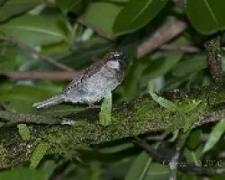 Passer domesticus - House Sparrow (macho)  1
