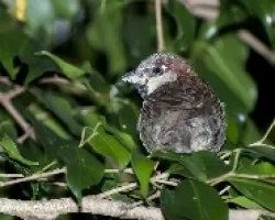 Passer domesticus - House Sparrow (macho)  2
