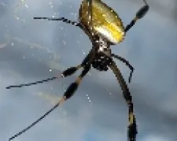 arañota 2