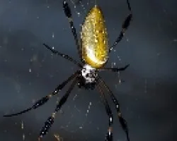 arañota 3