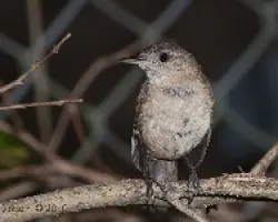 Troglodytes aedom - House Wren 1