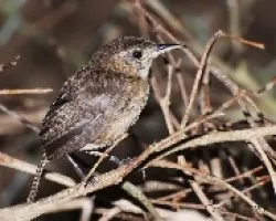 Troglodytes aedom - House Wren 2