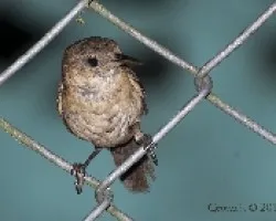 Troglodytes aedom - House Wren 3
