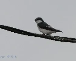 Tachycineta albilinea - Mangrove Swallow 1