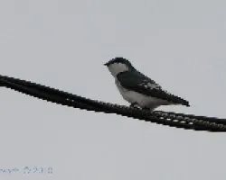 Tachycineta albilinea - Mangrove Swallow 2
