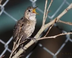 Troglodytes aedom - House Wren 4