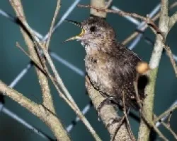 Troglodytes aedom - House Wren 5