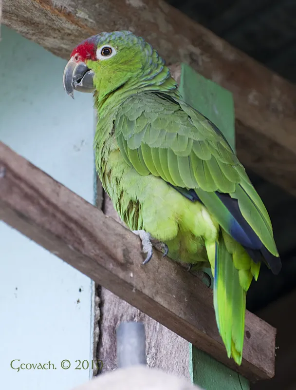Foto