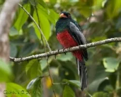Trogon massena  - Slaty-tailed Trogon