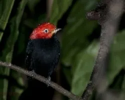 Pipra mentalis
