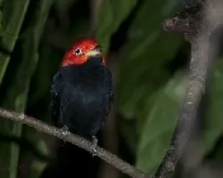 Pipra mentalis