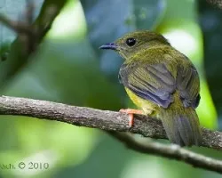 Manacus candei