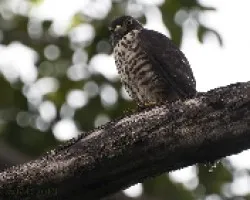 Harpagus bidentatus - Double-toothed Kite (juvenil) 01