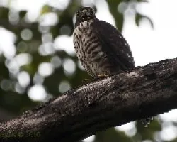 Harpagus bidentatus - Double-toothed Kite (juvenil) 02