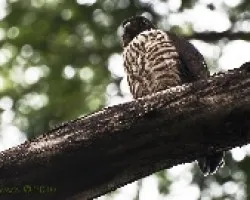 Harpagus bidentatus - Double-toothed Kite (juvenil) 02