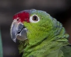 Amazona autumnalis
