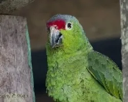 Amazona autumnalis