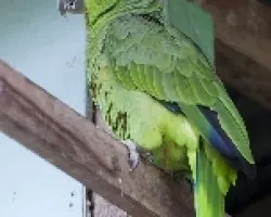 Amazona autumnalis