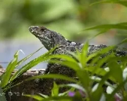 Iguana