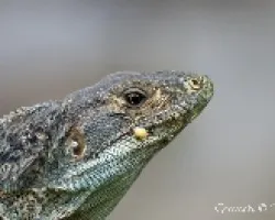Acercamiento iguana