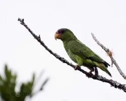 Amazona albifrons