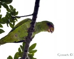 Amazona albifrons