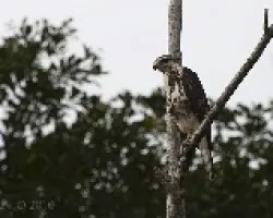 Buteo nitidus juvenil