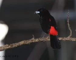 Ramphocelus costaricensis - CherrieÃ‚Â´s Tanager (Macho)
