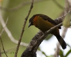 Ramphocelus costaricensis - CherrieÃ‚Â´s Tanager (hembra)