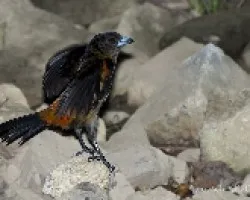 Ramphocelus costaricensis - CherrieÃ‚Â´s Tanager (juvenil)