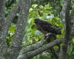 Buteo platypterus
