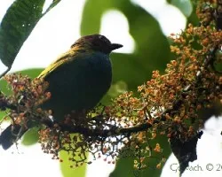 Tangara gyrola - Bay-headed Tanager 1