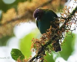 Tangara gyrola - Bay-headed Tanager 2