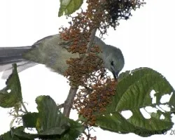 Thraupis palmarum - Palm Tanager