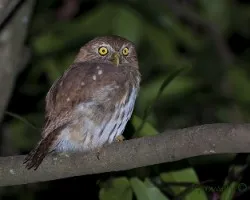Glaucidium brasilianum - Ferruginous Pygmy-Owl
