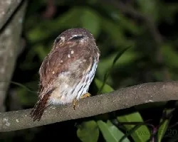 Glaucidium brasilianum - Ferruginous Pygmy-Owl (espalda)