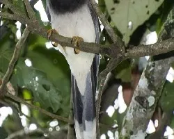 Cyanocorax morio - Brown Jay (juvenil)