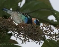 Tangara larvata 01