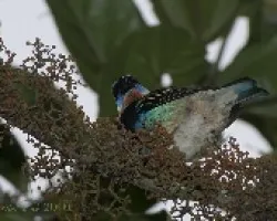 Tangara larvata 02