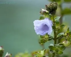 Flor con gotas
