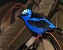 Cyanerpes cyaneus - Red-legged Honeycreeper (Macho)