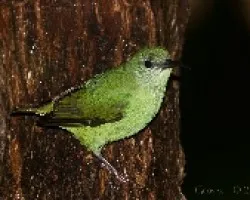 Red-legged Honeycreeper (Hembra)